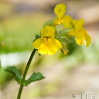 Monkey Flower